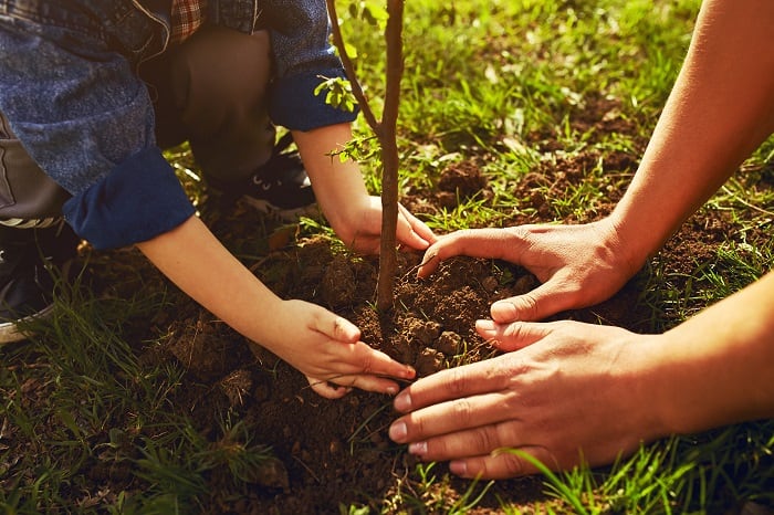 Adult and child hands planting a tree